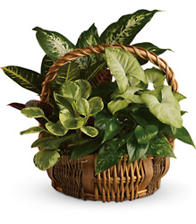 Emerald Garden Basket from McIntire Florist in Fulton, Missouri